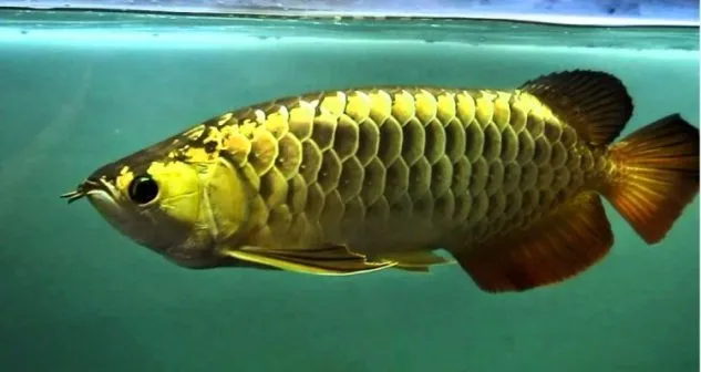 Foto Ikan Arwana Black Golden Gambar Ikan Arwana Black Golden