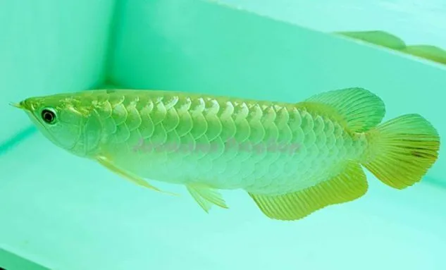 Foto Ikan Arwana Golden Pino Gambar Jenis Ikan Arwana Golden Pino
