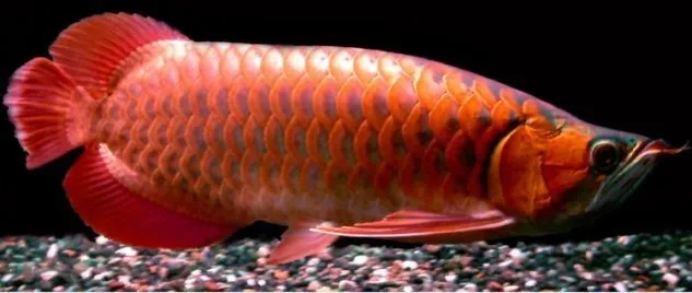 Foto Ikan Arwana Merah Gambar Ikan Arwana Merah