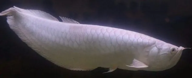 Foto Ikan Arwana Silver Gambar Ikan Arwana Silver