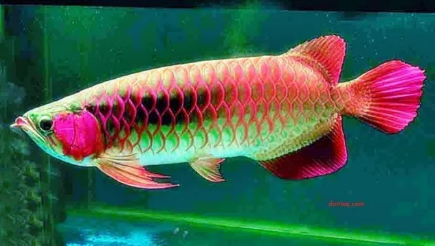 Ikan Hias Air Rawar Arwana Red