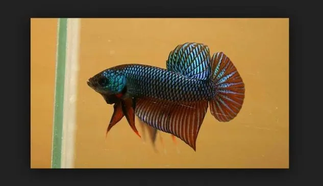 Gambar Ikan Cupang Aduan