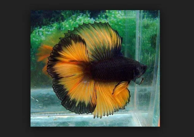 Gambar Ikan Cupang Double Tail