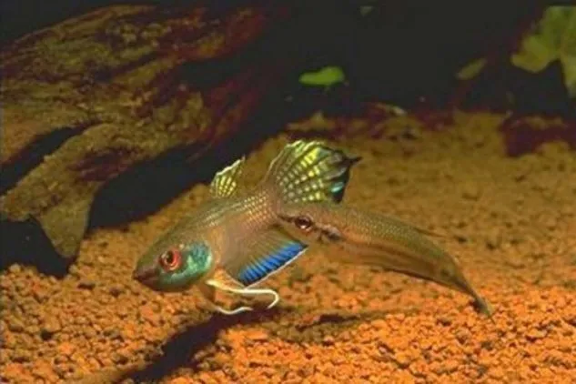 Gambar Jenis Ikan Cupang Liar