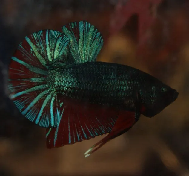 Gambar Ikan Cupang Giant