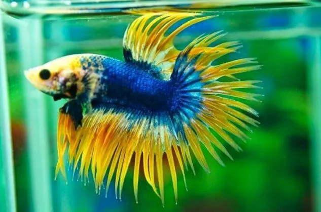 Gambar Ikan Cupang Serit