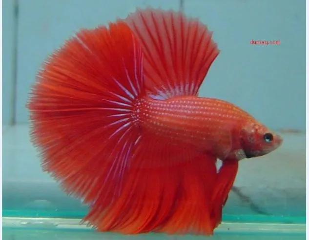 Foto Ikan Cupang