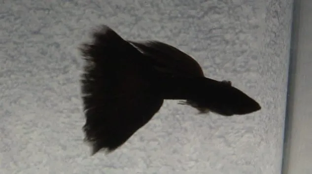 Gambar Ikan Guppy Black Moscow