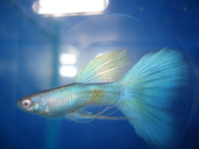 Gambar Ikan Guppy Blue Moscow