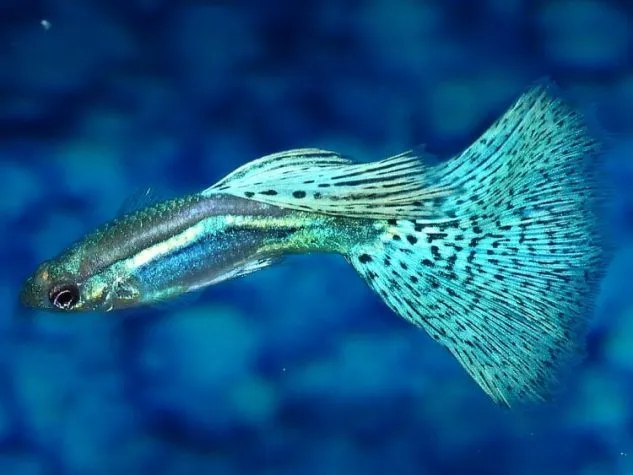 Gambar Ikan Guppy Grass Blue