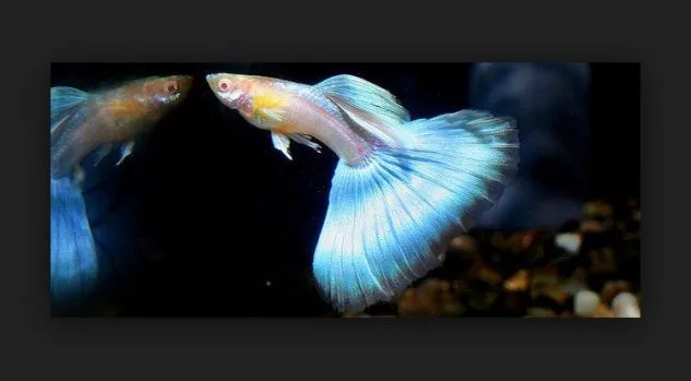 Gambar Ikan Guppy Japan Blue