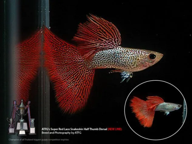 Gambar Ikan Guppy Redlace Snakeskin