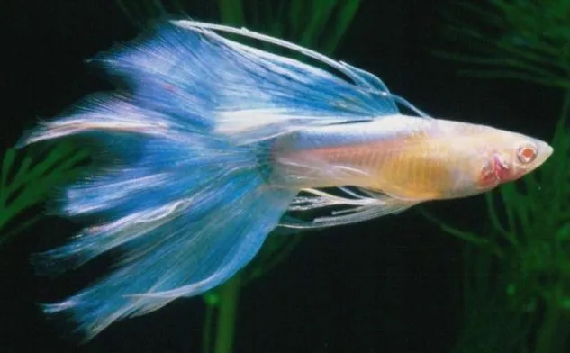 Foto Ikan Guppy