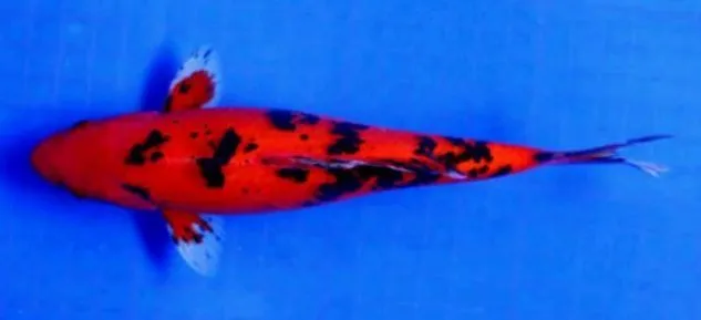 Gambar Koi Aka Bekko