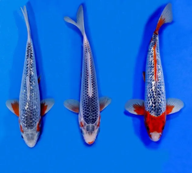 Gambar Koi Asagi