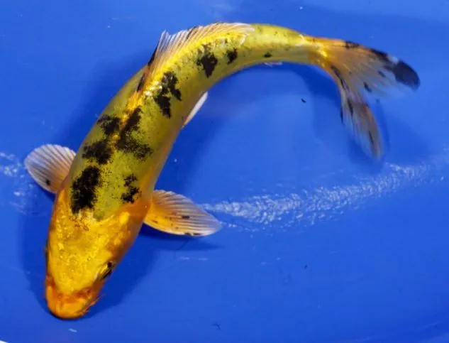 Gambar Ikan Koi Ki Bekko