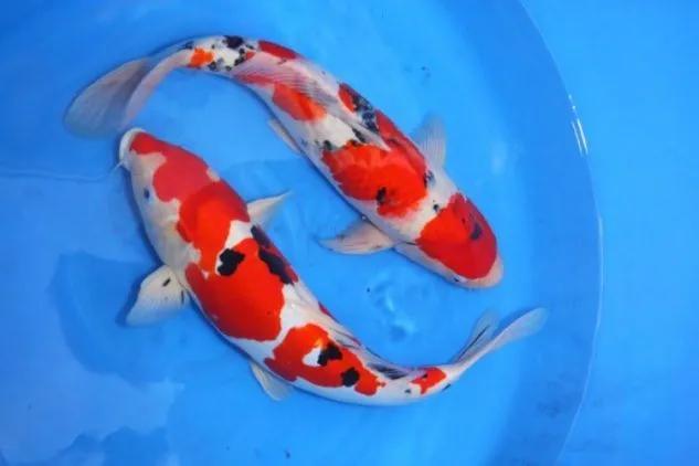 Gambar Ikan Koi Sanke