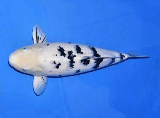 Gambar Ikan Koi Shiro Bekko