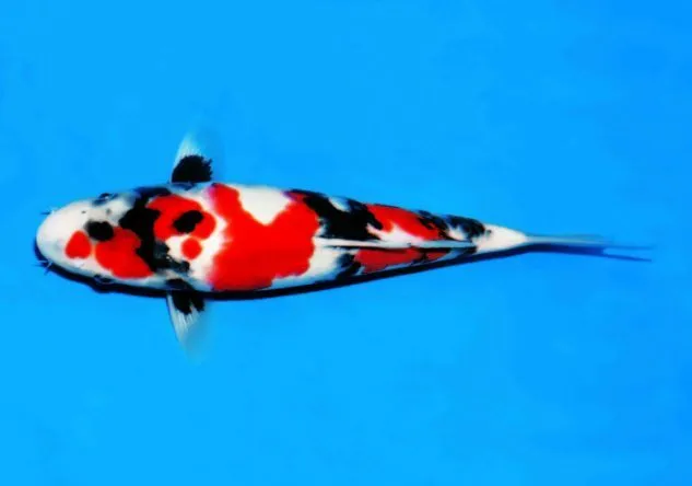 Gambar Ikan Koi Showa
