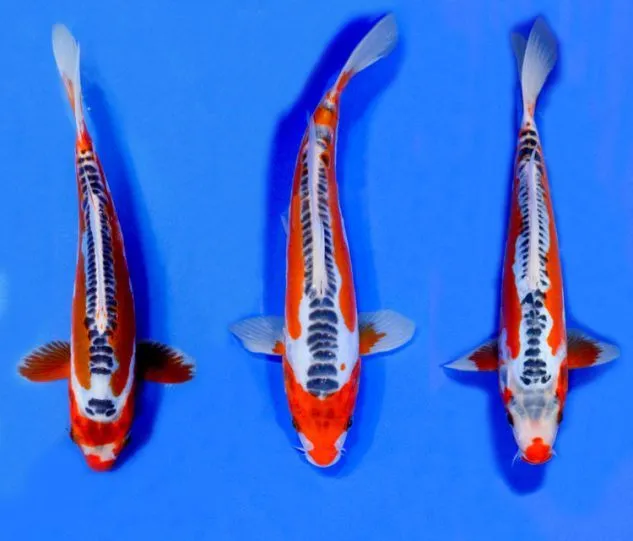 Gambar Koi Shusui