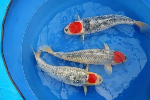 Gambar Koi Tancho Goshiki
