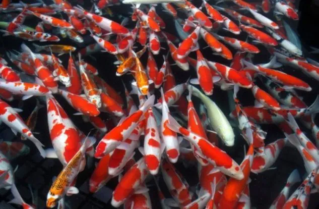 ikan hias air tawar koi