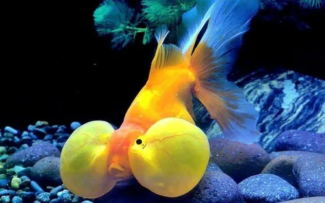 Gambar Ikan Mas Koki Bubble Eye
