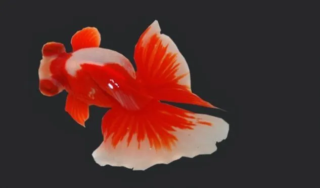 Gambar Ikan Mas Koki Butterfly Tail