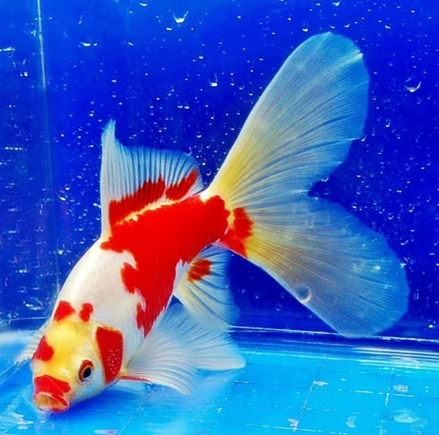 Gambar Ikan Mas Koki Komet