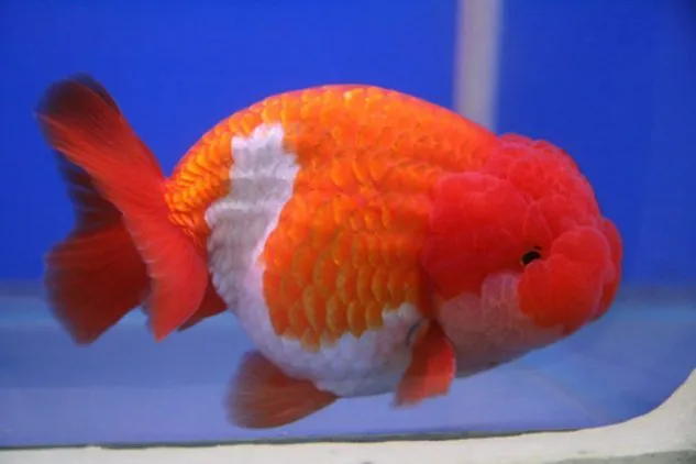 Gambar Ikan Mas Koki Lionhead