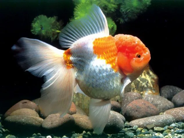 Gambar Ikan Mas Koki Oranda