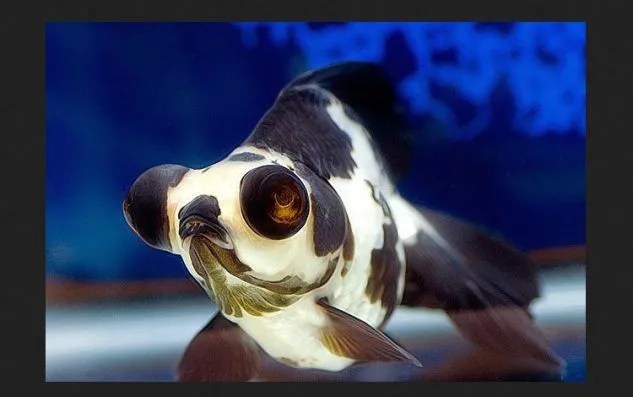 Gambar Ikan Mas Koki Panda Moor