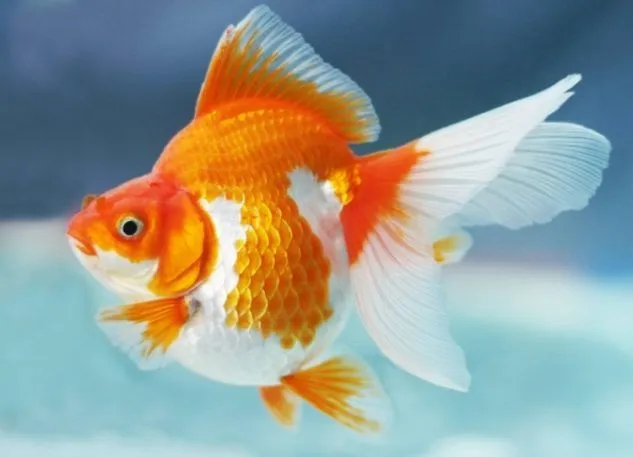 Gambar Ikan Mas Koki Ryukin