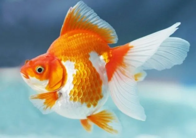 Foto Ikan Koki