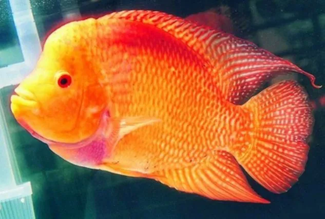 Foto Ikan Louhan Golden Red Gambar Louhan Golden Red
