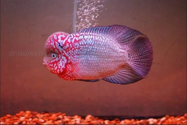 Foto Ikan Louhan Kamfa Gambar Jenis Ikan Louhan Kamfa