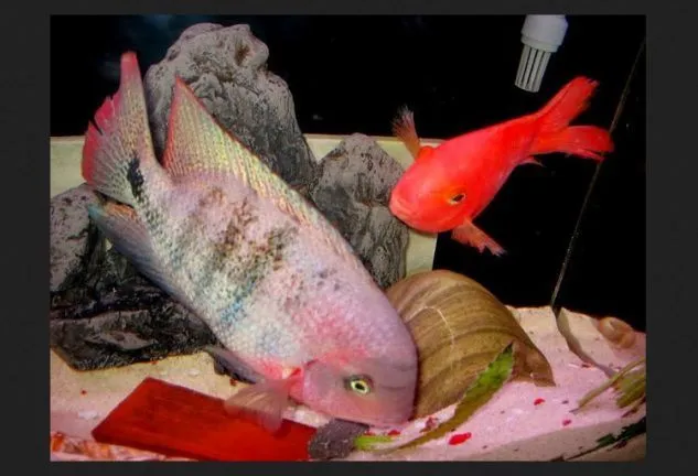 Gambar Ikan Louhan Rainbow King