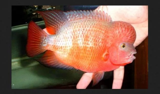 Foto Ikan Louhan Super Red Synspillum Gambar Jenis Ikan Louhan Super Red Synspillum