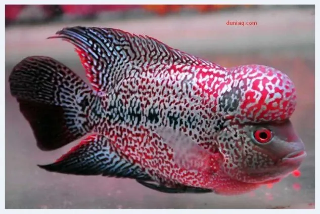 Foto Ikan Louhan