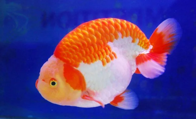 Ikan Mas Koki Ranchu
