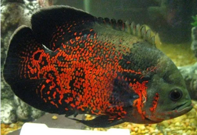 Foto Ikan Hias Air Tawar Oskar