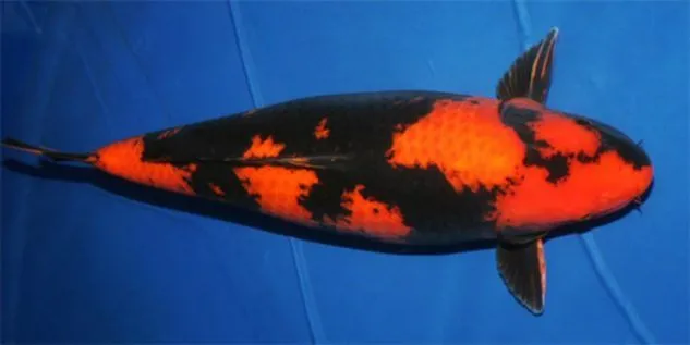 Gambar Koi Hi Utsuri