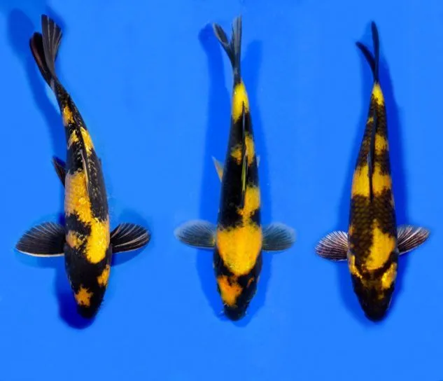 Gambar Koi Ki Utsuri