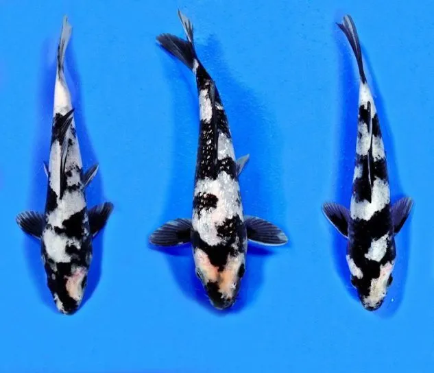 Gambar Koi Shiro Utsuri