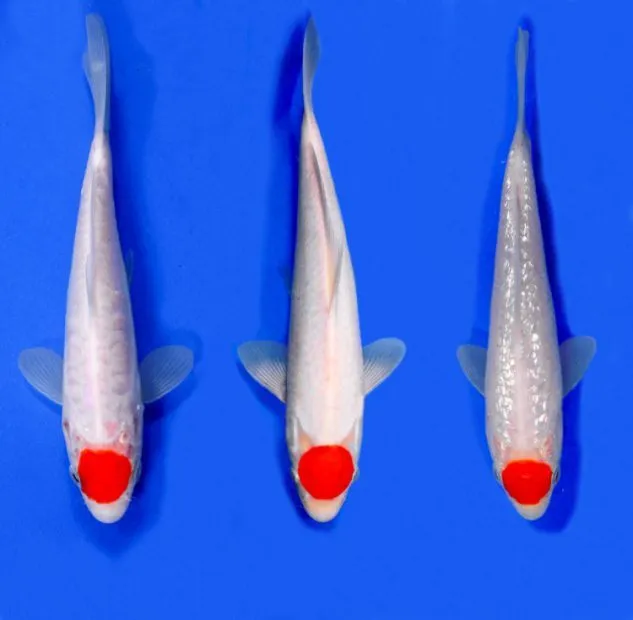 Gambar Koi Tancho Goromo