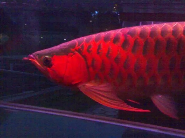 Warna Bibir Arwana Gambar Bibir Ikan Arwana