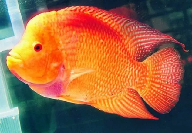 Cara Ternak Ikan Louhan