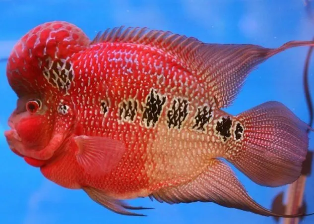 indobettafish.com
