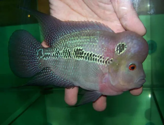 Cara Ternak Ikan Louhan Terbaru