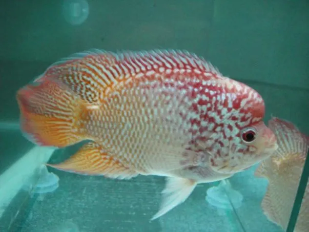 Cara Ternak Ikan Louhan yang Benar